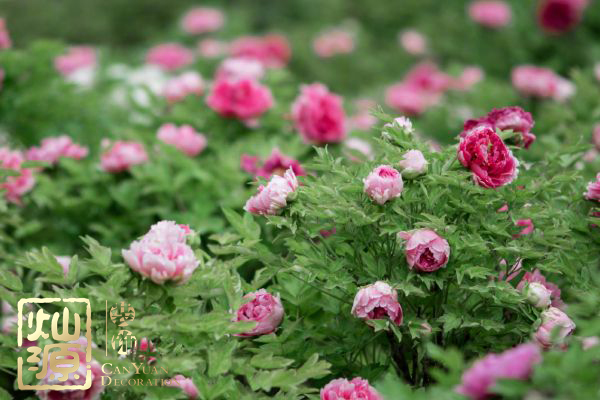 國花民意調(diào)查出爐 國花牡丹如何用于商業(yè)主題裝修設計